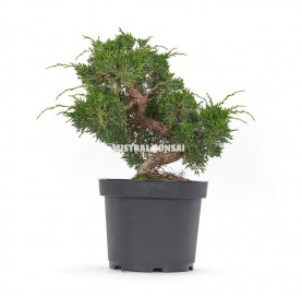Juniperus chinensis....