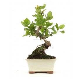 Quercus suber. Bonsai 8...
