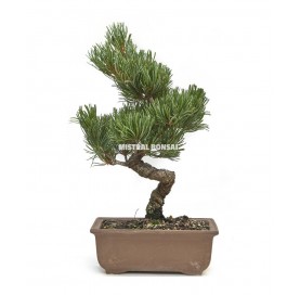 Pinus pentaphylla. Bonsai 17 Jahre. Mädchenkiefer