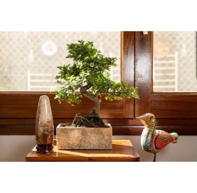 Indoor bonsai 5 years Deco Natural Collection