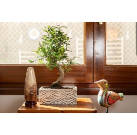 Indoor bonsai 5 years Deco Oriental Collection
