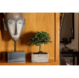 Indoor bonsai 8 years Deco Oriental Collection