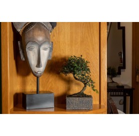 Interior bonsai 8 years Deco Art Collection
