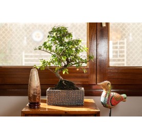 Interior bonsai 8 years Deco Art Collection