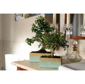 Indoor bonsai 5 years Deco Style Collection
