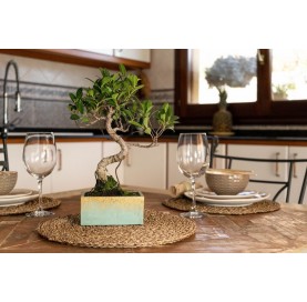 Indoor bonsai 8 years Deco Style Collection