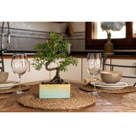 Indoor bonsai 8 years Deco Style Collection