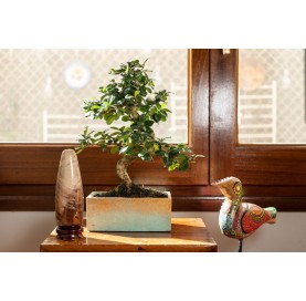 Indoor bonsai 8 years Deco Style Collection