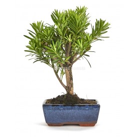 Podocarpus sp. Bonsai 6...