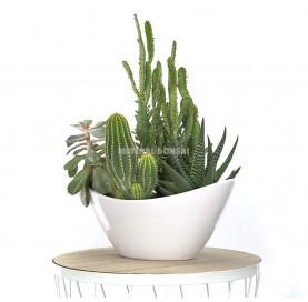 White plastic cactus pot 32...