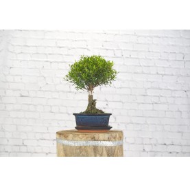 Syzigium buxifolium. Bonsai 5 Jahre. Kirschmyrte