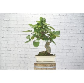 Ficus carica. Bonsai 14 Jahre. Feigenbaum.