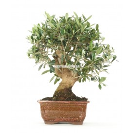 Olea europaea. Bonsai 13 Jahre. Olivenbaum
