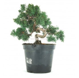 Juniperus chinensis. Prebonsai 20 Jahre. Chinesischer Wacholder.