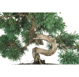 Juniperus chinensis. Prebonsai 20 years. Chinese juniper or Needle juniper.