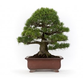 Bonsai-Exemplar Pinus...