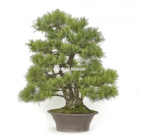 Bonsai Specimen Pinus...