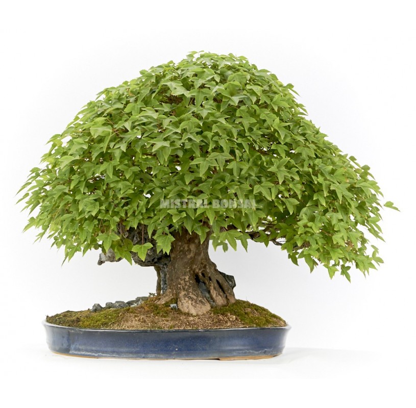 Bonsái Ejemplar Acer buergerianum. Arce japonés.