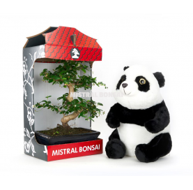 Kung Fu Panda kit. Indoor bonsai 16 years