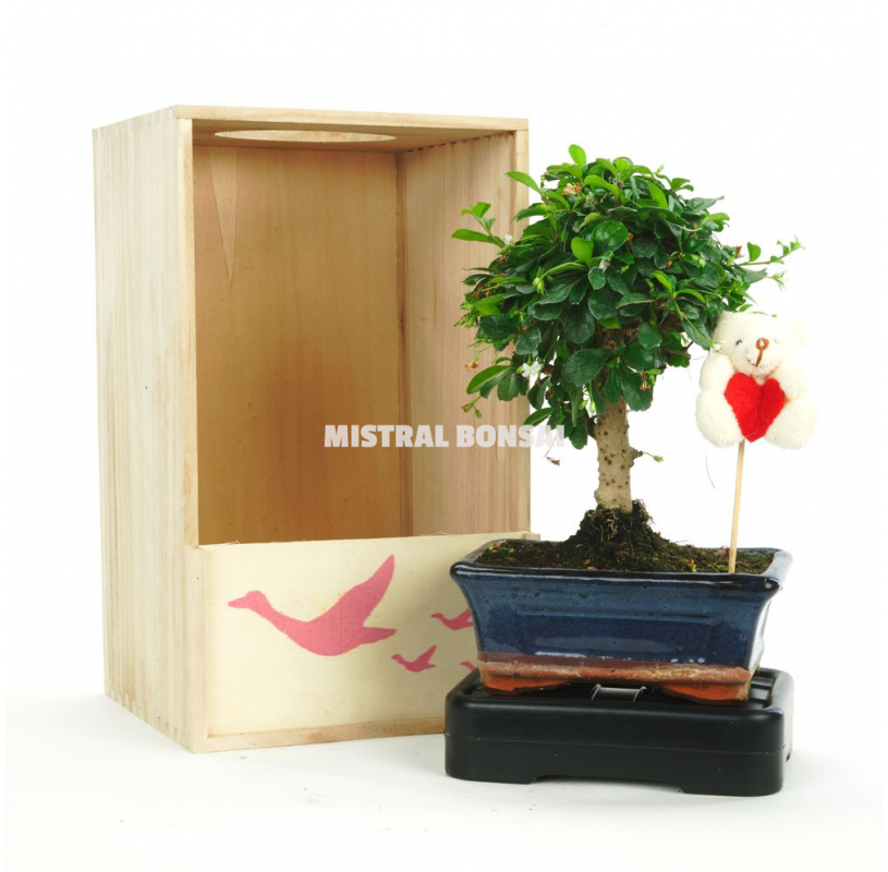 Woody kit. Indoor bonsai 5 years