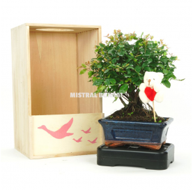 Woody kit. Indoor bonsai 5 years