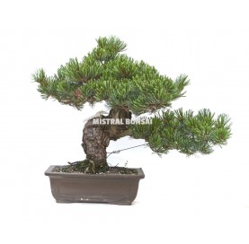 Pinus pentaphylla. Bonsai 26 years. Five-needle pine. 