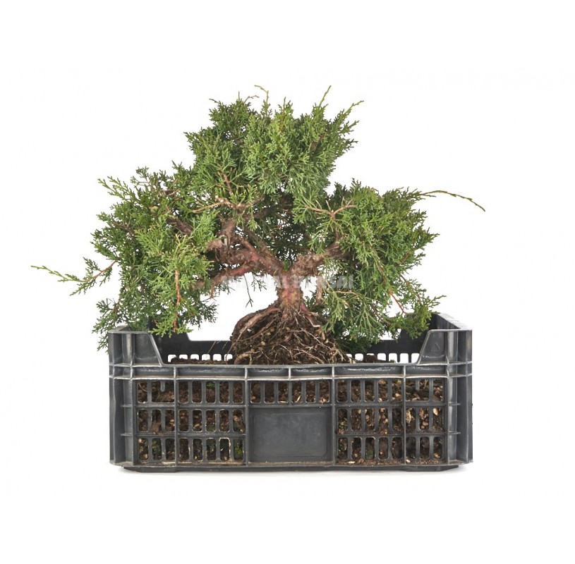 Prebonsái exclusivo Juniperus chinensis 14 años