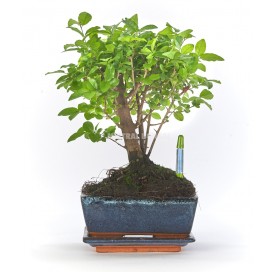 Indicador de riego verde talla S para bonsái
