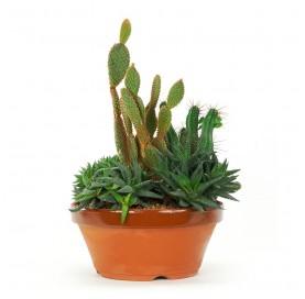 Terrakotta-Topf für Kaktus...