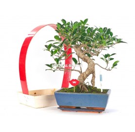 St. Valentine Gift Pack. 10-year-old Bonsai.