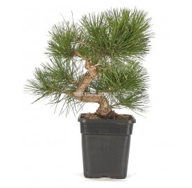Pinus thunbergii. Prebonsái...