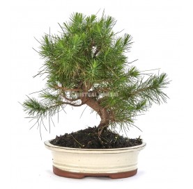 Pinus halepensis. Bonsái 10...