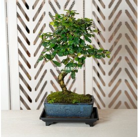 Rectangular plastic dish for bonsai 22x15x3 cm black