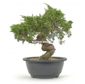 Juniperus chinensis...