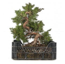 Juniperus chinensis....