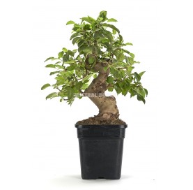 Malus. Prebonsai 21 years....