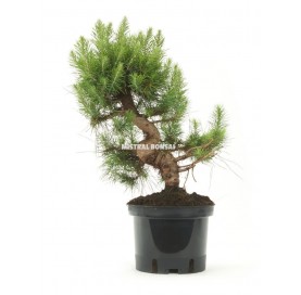 Pinus halepensis. Prebonsaï 13 Ans. Pin d'Alep ou Pin blanc. 