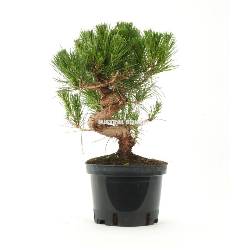 Pinus Thunbergii Prebons I A Os Pino Negro Japon S