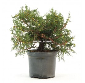 Juniperus phoenicea....
