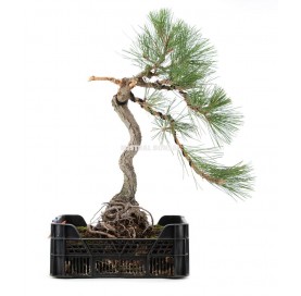 Pinus thunbergii. Prebonsaï...