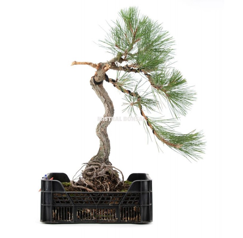 Pinus thunbergii Prebonsaï Ans Mistral Bonsai