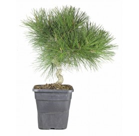 Pinus thunbergii. Pré-bonsaï 19 ans. Pin noir japonais