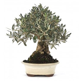 Olea europaea. Bonsai 16 Jahre. Olivenbaum