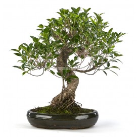 Ficus retusa. Bonsai 21 years. Chinese banyan.