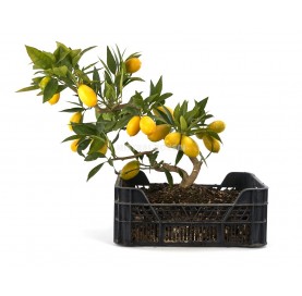 Citrus llimencuat . Prebonsai Exclusive 23 years. Citrus or Orange tree. Cultivation box.