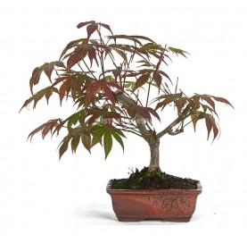 Acer palmatum atropurpureum. Bonsaï 8 Ans