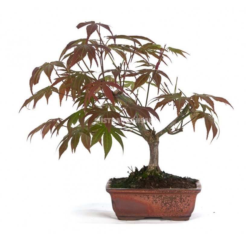 Acer Palmatum Atropurpureum Bons I A Os Arce Mistral Bonsai