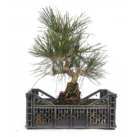 Pinus thunbergii. Prebonsai 22 Jahre. Japanische Schwarzkiefer