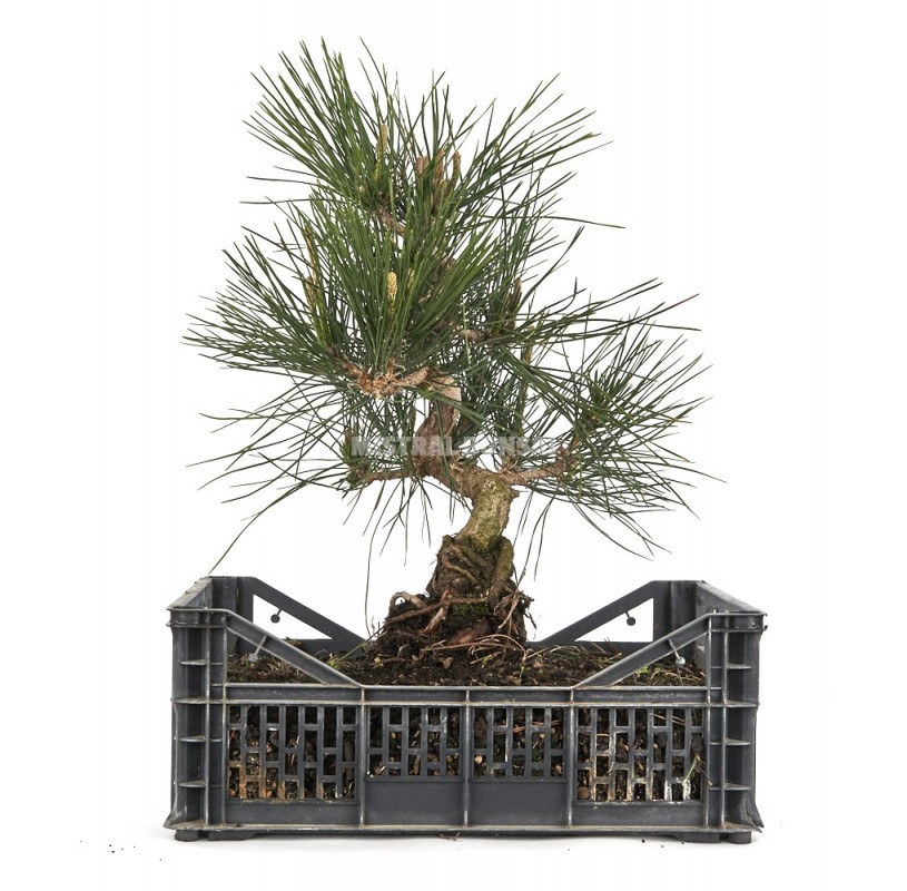 Pinus Thunbergii Prebonsai Years In Growing Box Japanese Black Pine