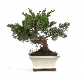 Juniperus chinensis. Bonsaï 14 Ans. Genévrier sabine.